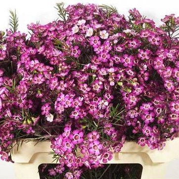 Waxflower Purple Dream