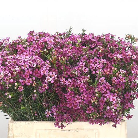 Waxflower Purple Pride