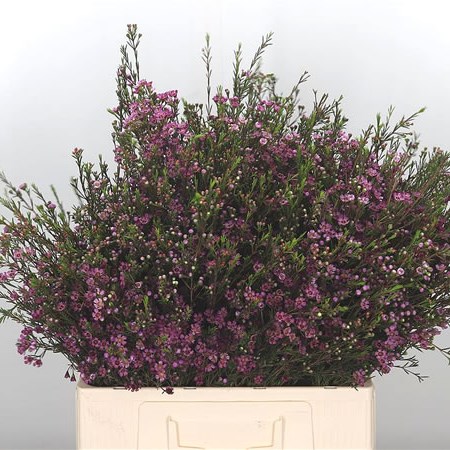 Waxflower Purple Pride