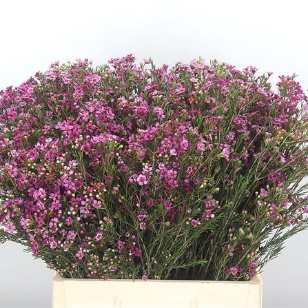 Waxflower Purple Pride