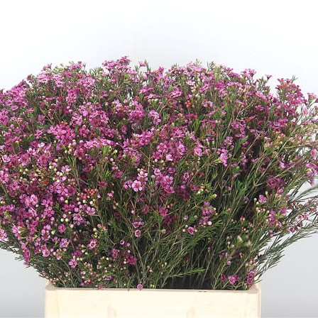 Waxflower Purple Pride