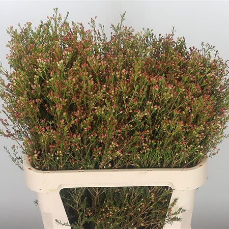 Waxflower Red Buttons