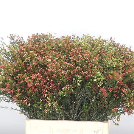 Waxflower Red Wave (in seed) 50cm (chamelaucium) | Wholesale Dutch Flowers  & Florist Supplies UK