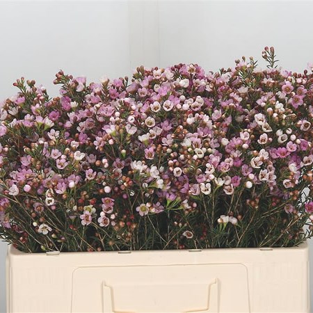 Waxflower Revelation