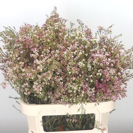 Waxflower Revelation