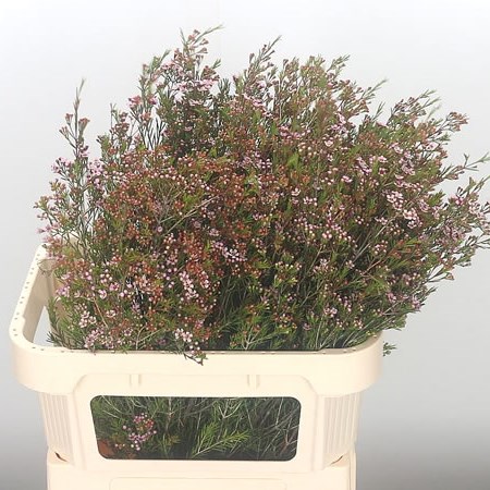 Waxflower Romi