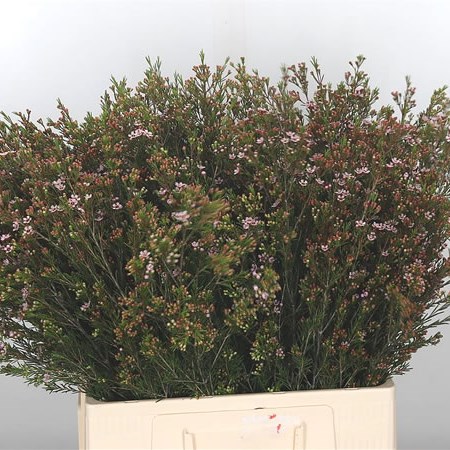Waxflower Romi