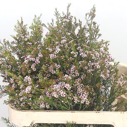 Waxflower Romi