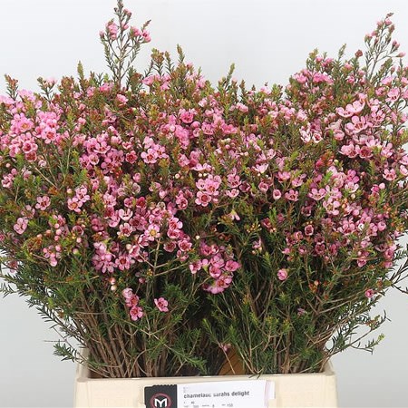 Waxflower Sarah's Delight