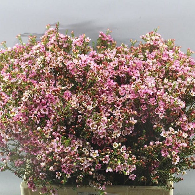 Waxflower Sarah's Delight