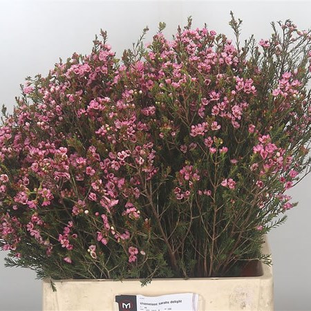 Waxflower Sarah's Delight