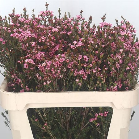 Waxflower Sarah's Delight