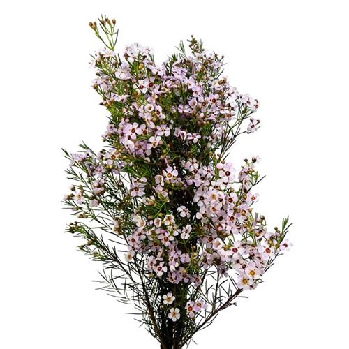 Waxflower Sexy Bloom