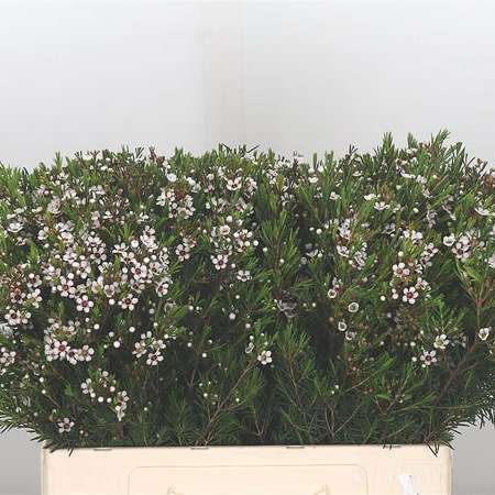 Waxflower Snow Flake