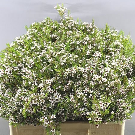 Waxflower Snow Flake