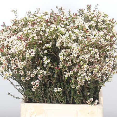 Waxflower Tal