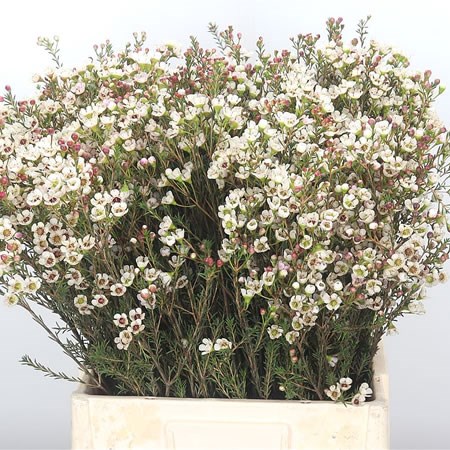 Waxflower Tal