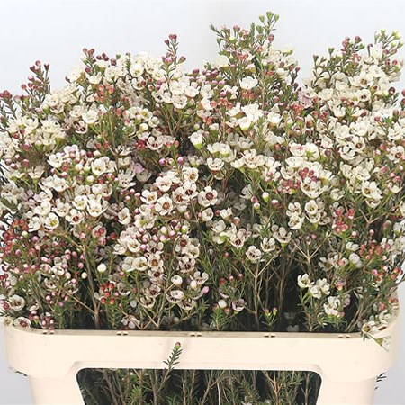 Waxflower Tal Extra