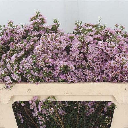 Waxflower Titan (Extra)