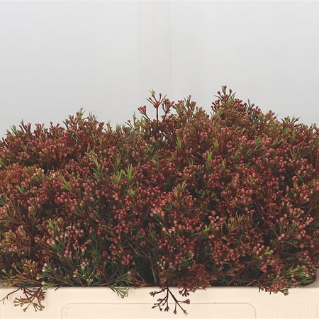 Waxflower Vega Blade