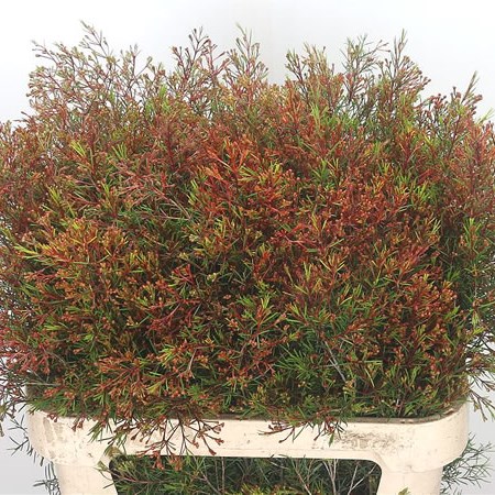 Waxflower Vega Blade