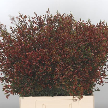 Waxflower Vega Blade