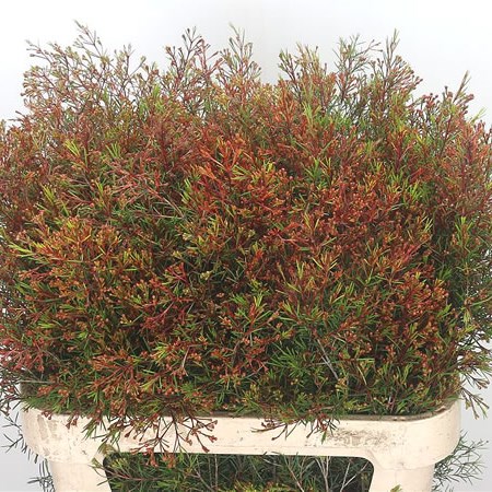 Waxflower Vega Blade