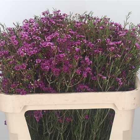 Waxflower Violet