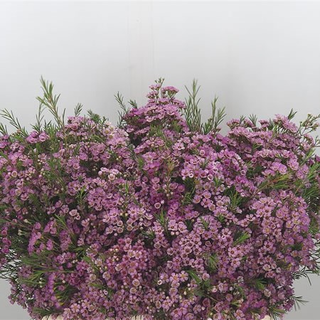 Waxflower Wendy