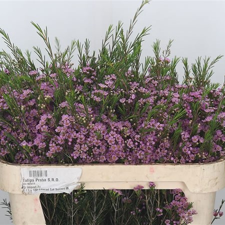 Waxflower Wendy