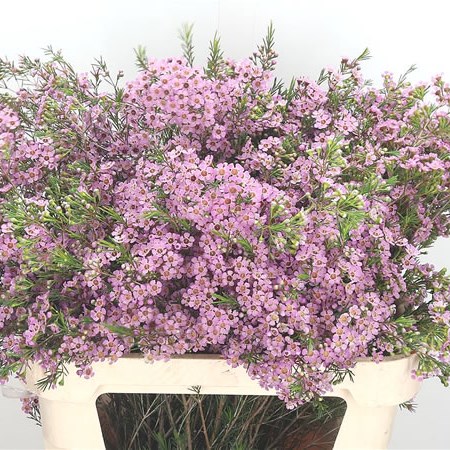 Waxflower Wendy