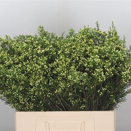 Waxflower in Green Seed
