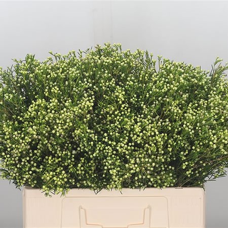 Waxflower in Seed (green)