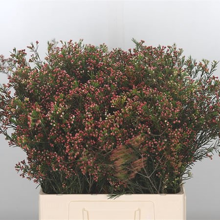 Waxflower in Seed (red)