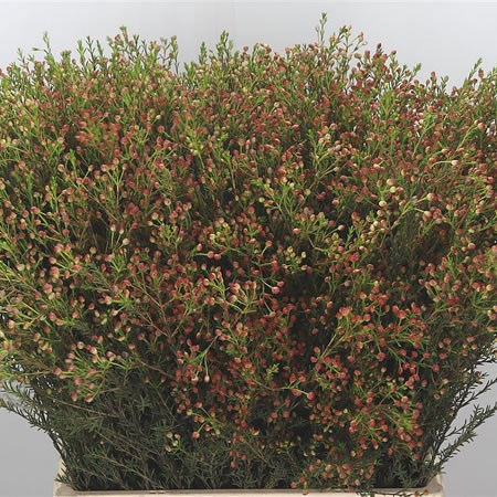 Waxflower in Seed (red)