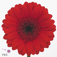 Weekly Special - GERMINI SURI