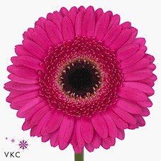 Weekly Special - GERMINI WHISPER