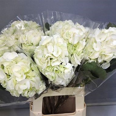 Weekly Special - Hydrangea White