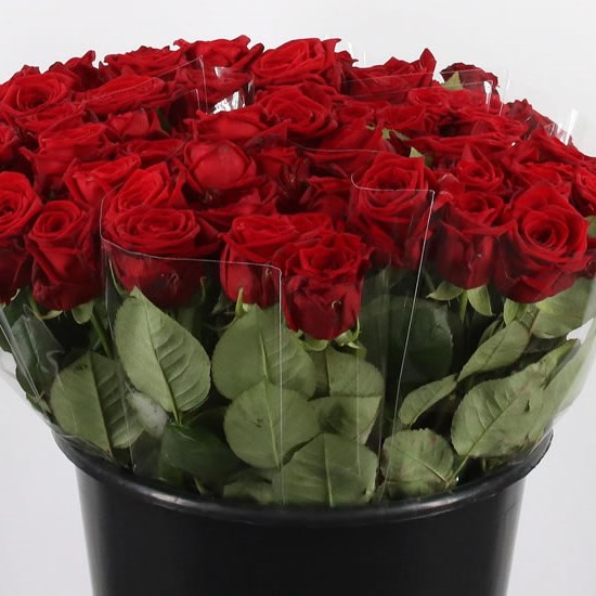 Special Wholesale Flower Offers | Cheap Wholesale Dutch Flowers Online UK