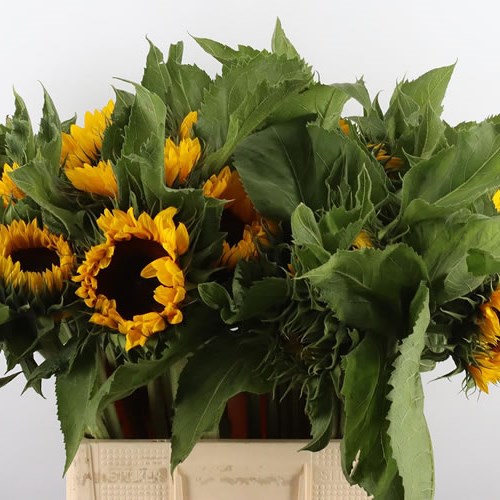 Weekly Special - Sunflowers