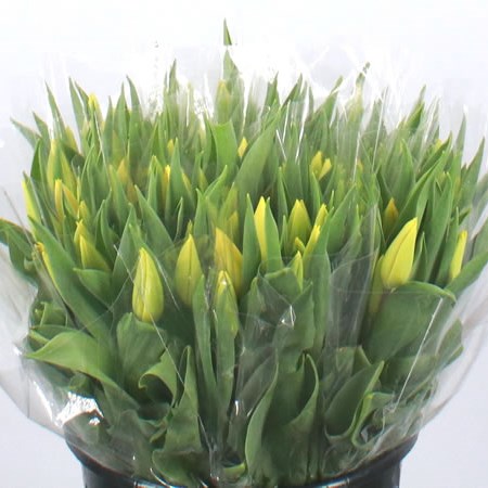 Weekly Special - Tulips Yellow (in 10's)