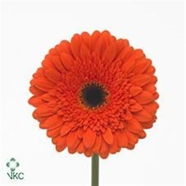 Weekly Special - GERBERA CANDELA