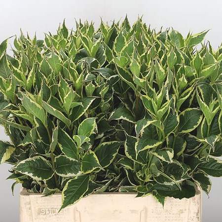 Weigela Florida Elstead