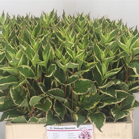 Weigela Nana Variegated
