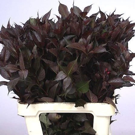 Weigela Shining Fantasy
