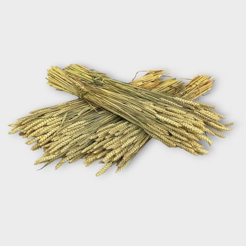 Wheat (Dried - 5 Bunch Multi-Pack)