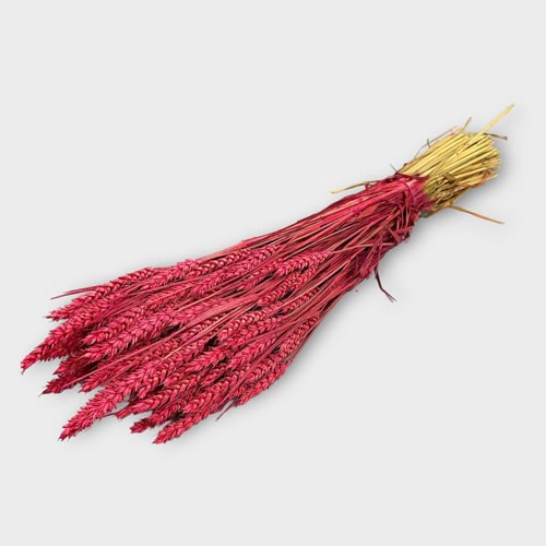 Wheat Dyed Cerise - Dried