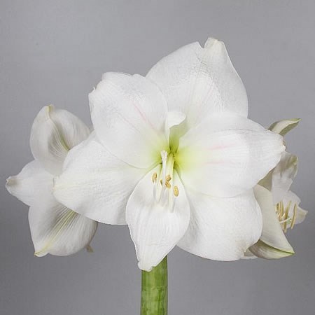 Weekly Special - Hippeastrum Mont Blanc