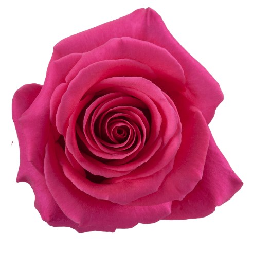 Colombian Rose Cerise (our choice)