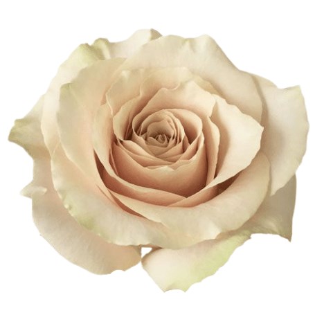 Colombian Rose Nude (our choice)